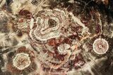 Polished Triassic Petrified Wood (Araucarioxylon) Round - Utah #323170-1